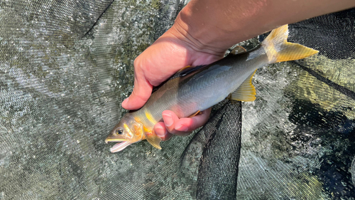 アユの釣果