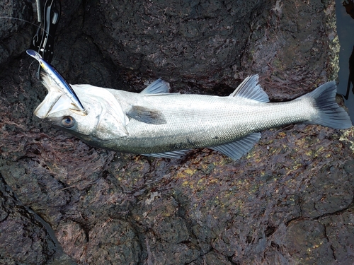 マルスズキの釣果