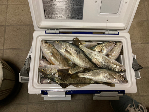 イシモチの釣果