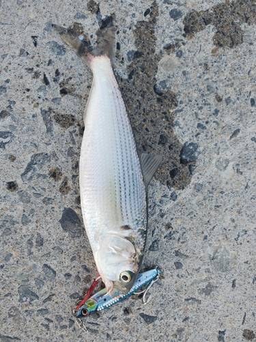 コノシロの釣果