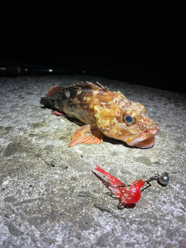 カサゴの釣果