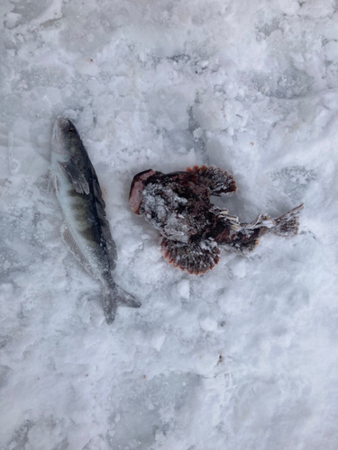 ホッケの釣果