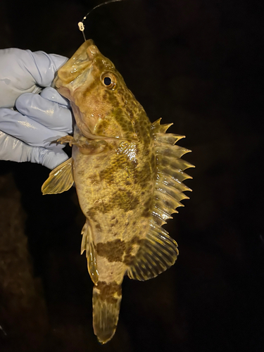 タケノコメバルの釣果