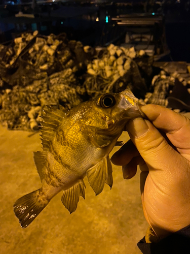 メバルの釣果