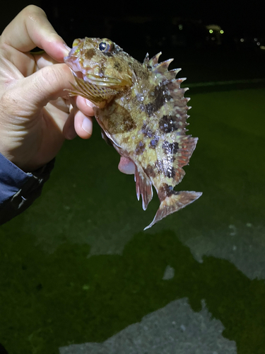 カサゴの釣果