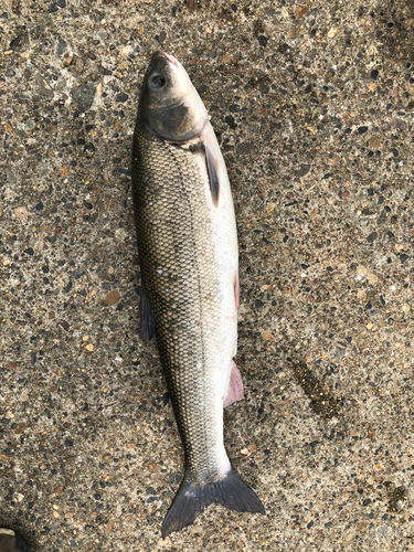 マルタウグイの釣果