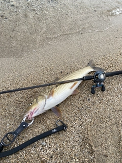 ニゴイの釣果