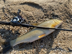 ニゴイの釣果