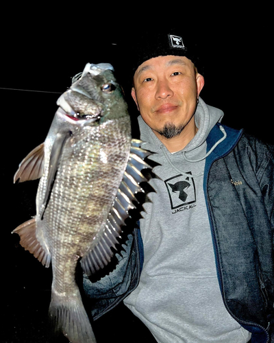 チヌの釣果