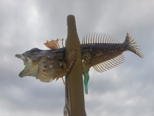 アナハゼの釣果