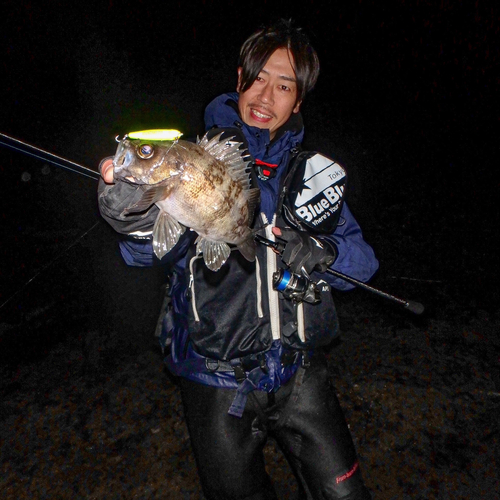 シロメバルの釣果