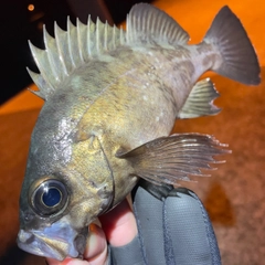 クロメバルの釣果