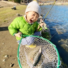 ニジマスの釣果