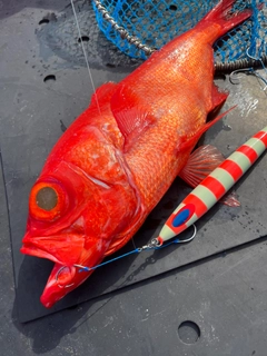 キンメダイの釣果