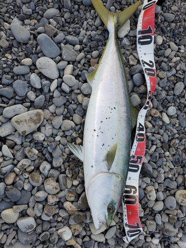 メジロの釣果