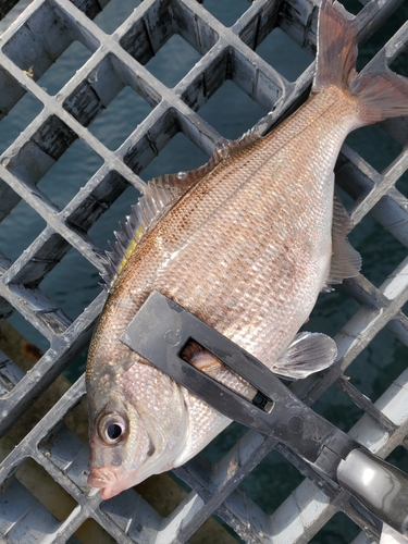 ウミタナゴの釣果