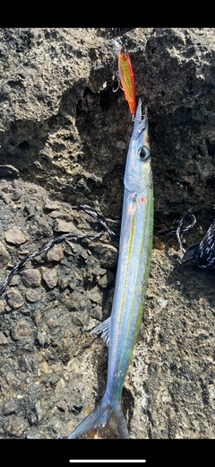 カマスの釣果