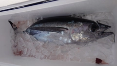 ビンチョウマグロの釣果