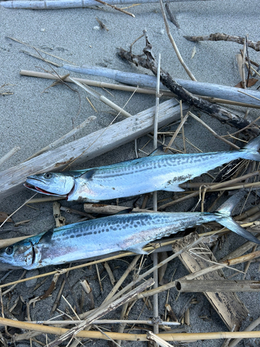 サゴシの釣果