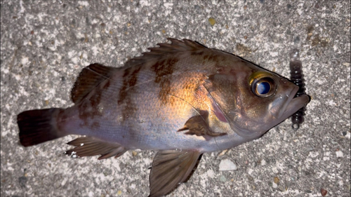 シロメバルの釣果