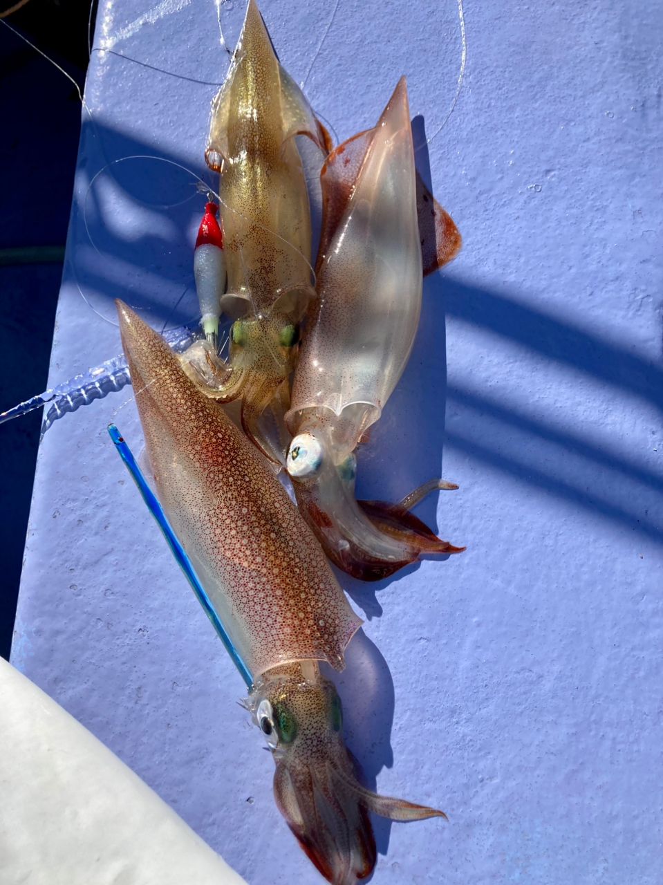 みつ隊長さんの釣果 2枚目の画像