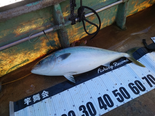 ワラサの釣果