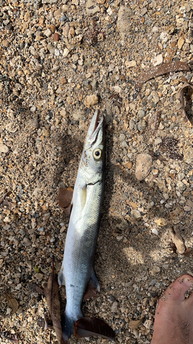 オニカマスの釣果