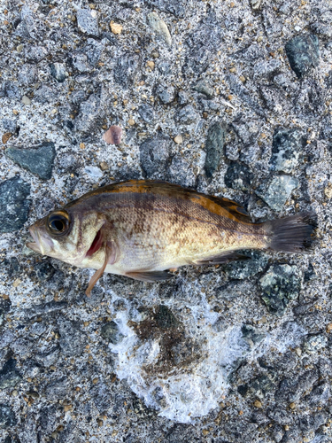 メバルの釣果