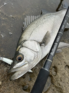 セイゴ（ヒラスズキ）の釣果