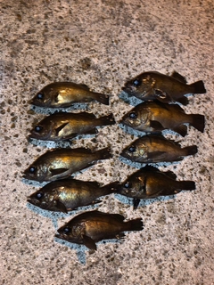メバルの釣果
