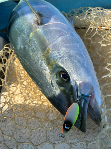 ヤズの釣果