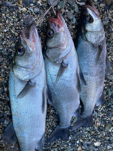 ヤズの釣果