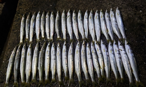 アカカマスの釣果