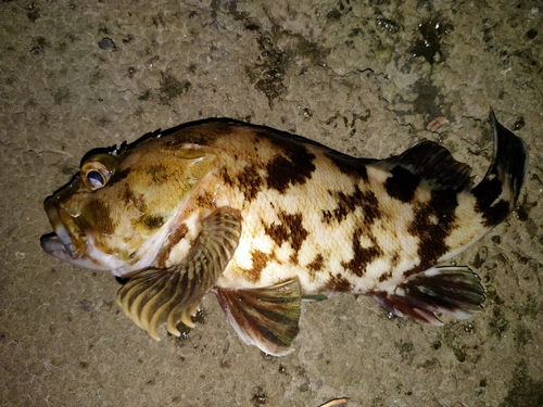 カサゴの釣果