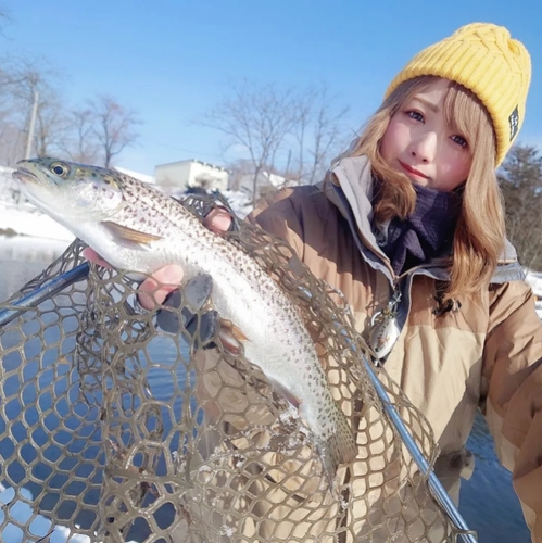 ニジマスの釣果