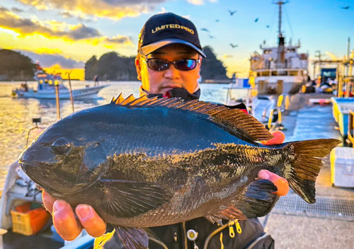 メジナの釣果