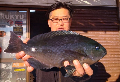 メジナの釣果