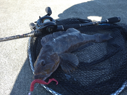 アイナメの釣果