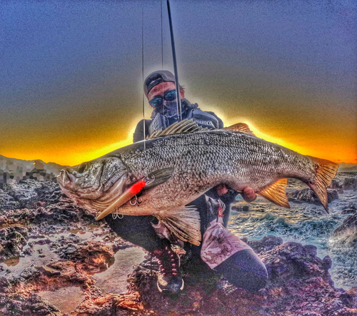 ヒラスズキの釣果