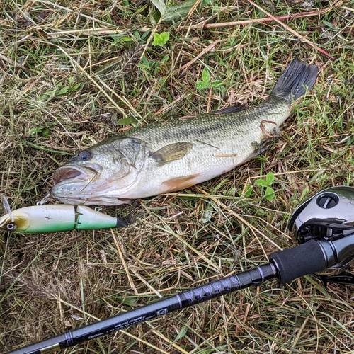 ブラックバスの釣果