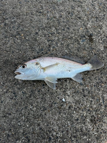 イシモチの釣果