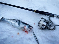 サクラマスの釣果