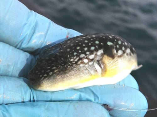 フグの釣果