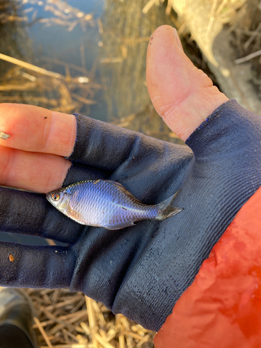 タナゴの釣果