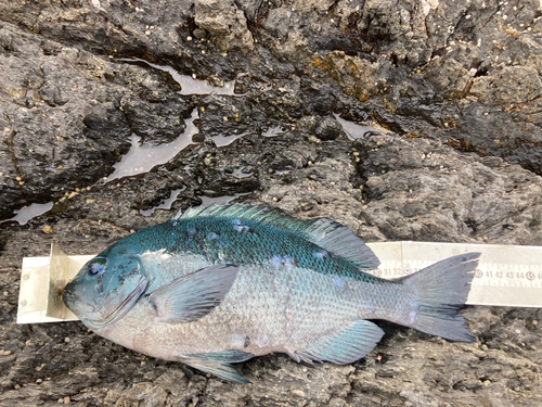 クチブトグレの釣果