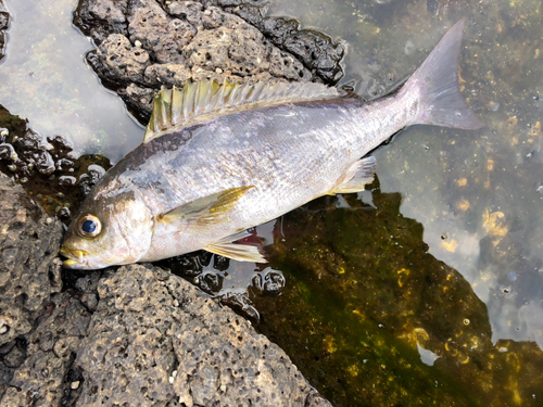 イサキの釣果