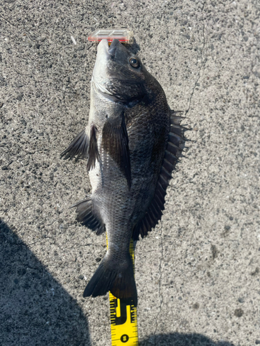 クロダイの釣果