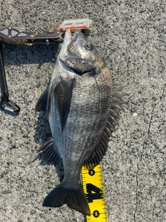 クロダイの釣果