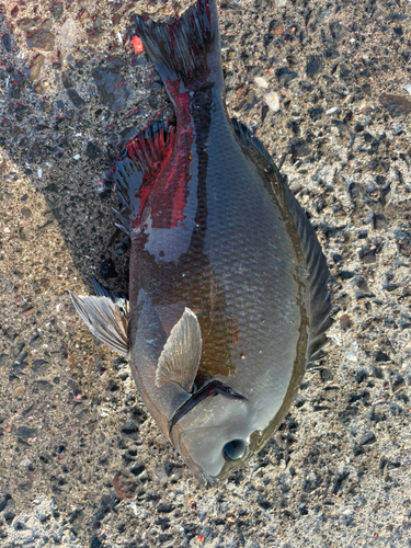 メジナの釣果