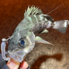 クロメバルの釣果